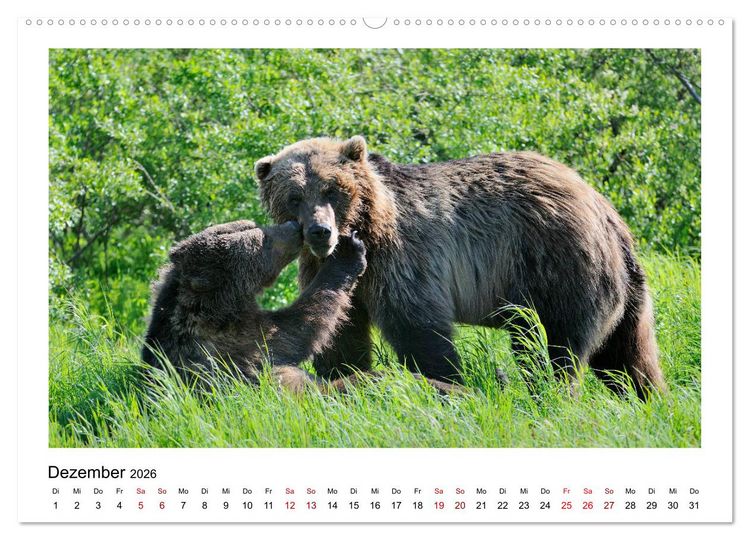 Produktbild: Braunb&auml;ren in Alaska (Wandkalender 2026 DIN A2 quer), CALVENDO Monatskalender