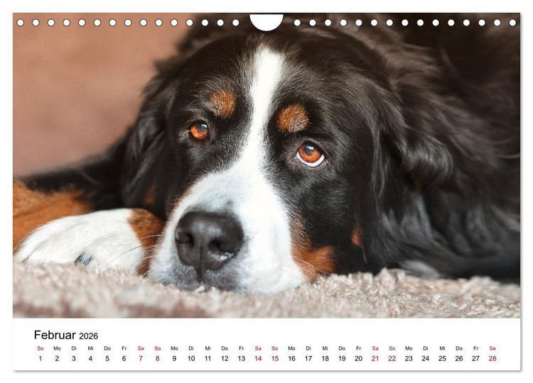 Produktbild: Total gechillte Hunde (Wandkalender 2026 DIN A4 quer), CALVENDO Monatskalender