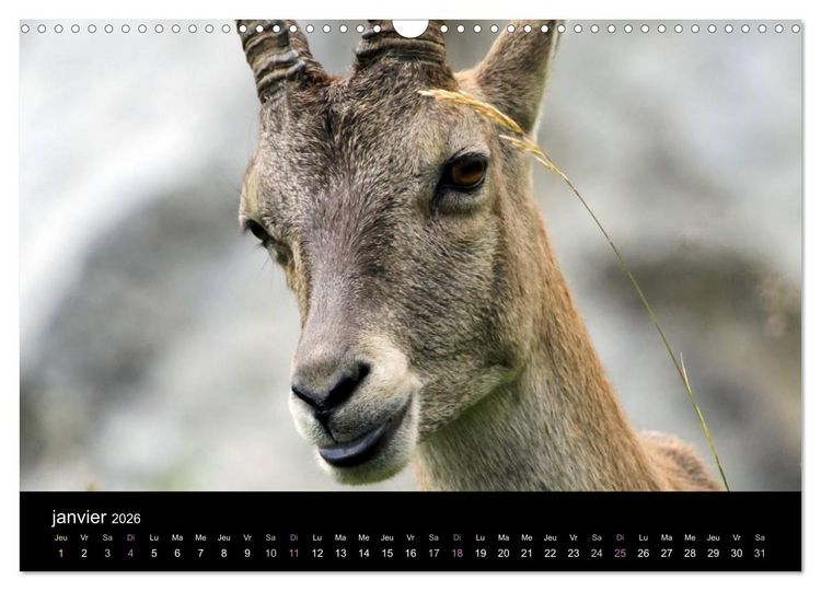 Produktbild: Bouquetins des Alpes (Calendrier mural 2026 DIN A3 vertical), CALVENDO calendrier mensuel