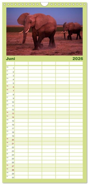 Produktbild: Familienplaner 2026 - Abenteuer Afrika - Im Paradies der Tiere mit 5 Spalten (Wandkalender, 21 x 45 cm) CALVENDO