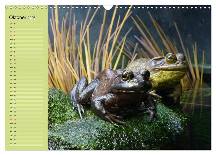 Produktbild: Frosch m&uuml;sste man sein! (Wandkalender 2026 DIN A3 quer), CALVENDO Monatskalender