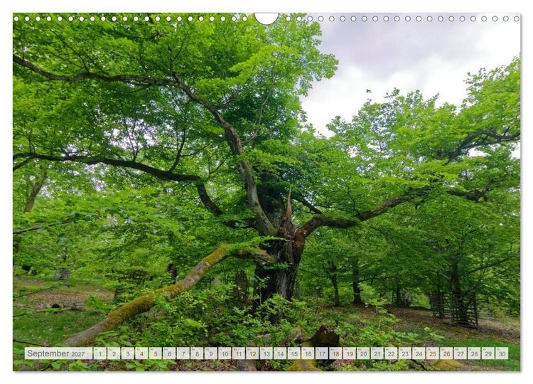 Produktbild: Hutewald Halloh - Baumriesen aus vergangenen Zeiten (Wandkalender 2027 DIN A3 quer), CALVENDO Monatskalender