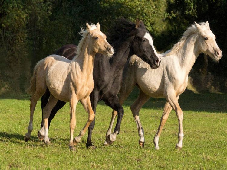 Produktbild: CALVENDO Puzzle junge Palominohengste | 1000 Teile Lege-Gr&ouml;&szlig;e 64x48cm Foto-Puzzle f&uuml;r gl&uuml;ckliche Stunden