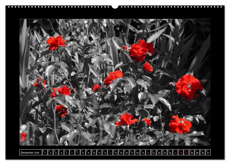 Produktbild: Schwarz-Wei&szlig;-Rot (Wandkalender 2026 DIN A2 quer), CALVENDO Monatskalender