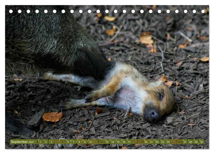 Produktbild: Wildschweins Kinderstube - Freche Frischlinge (Tischkalender 2027 DIN A5 quer), CALVENDO Monatskalender