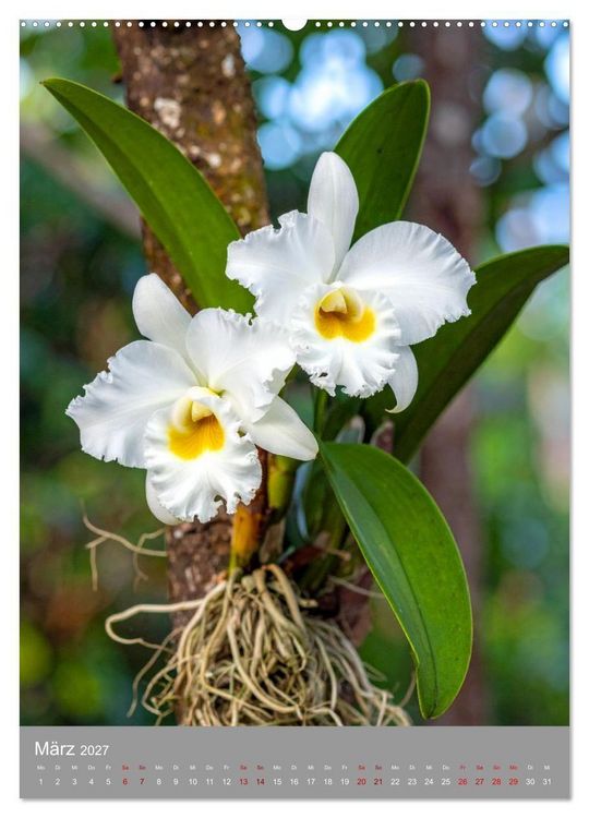 Produktbild: K&ouml;nigin Cattleya (Wandkalender 2027 DIN A2 hoch), CALVENDO Monatskalender