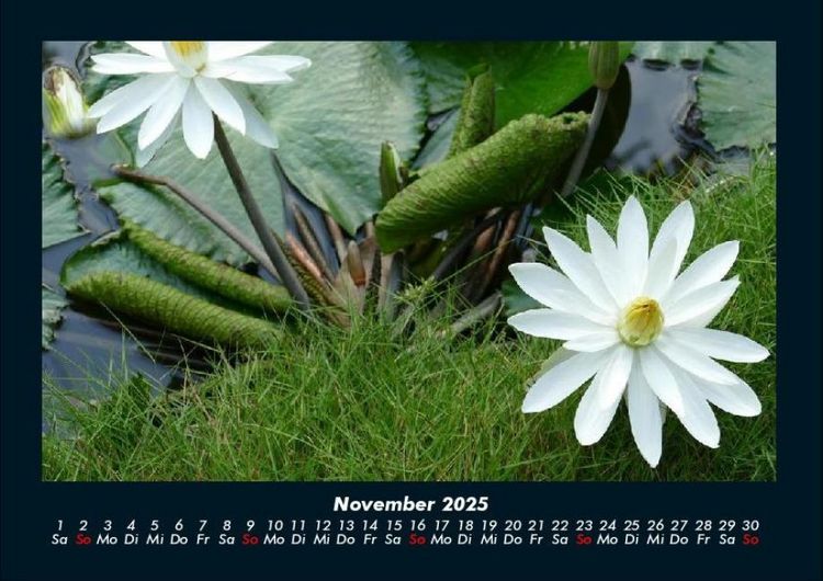Produktbild: Rosentraum 2025 Fotokalender DIN A4