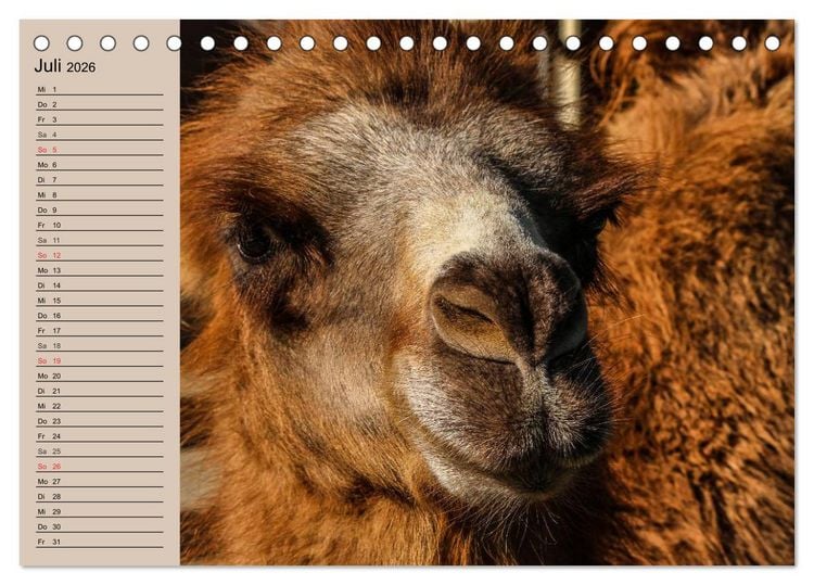 Produktbild: Kamele. Dromedar und Trampeltier (Tischkalender 2026 DIN A5 quer), CALVENDO Monatskalender