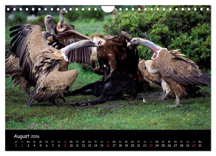 Produktbild: Unter Geiern auf Mallorca: Ein Projekt der Naturschutzstiftung Vida Silvestre Mediterr&aacute;nea (Wandkalender 2026 DIN A4 quer), CALVENDO Monatskalender