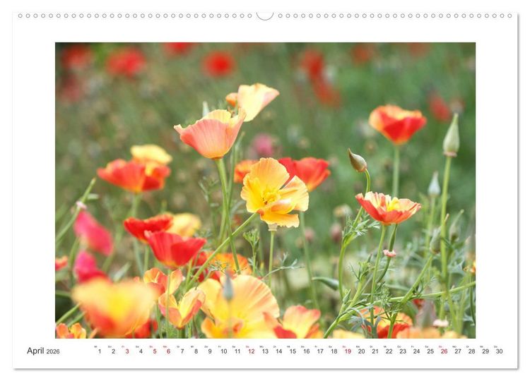 Produktbild: Bl&uuml;ten eines Sommers (hochwertiger Premium Wandkalender 2026 DIN A2 quer), Kunstdruck in Hochglanz