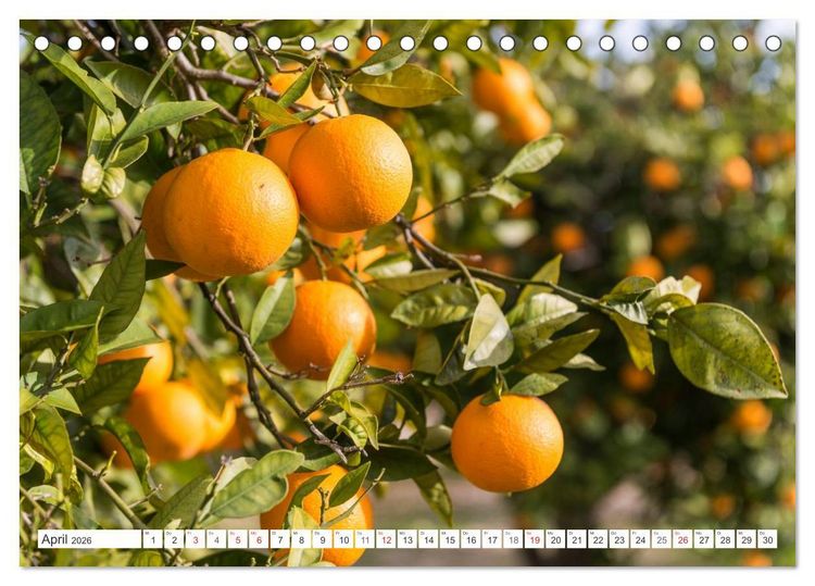 Produktbild: Emotionale Momente: Orangen & Zitronen. (Tischkalender 2026 DIN A5 quer), CALVENDO Monatskalender