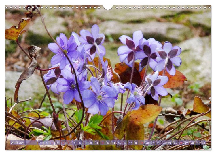 Produktbild: Wundersch&ouml;ne Wildblumen (Wandkalender 2026 DIN A3 quer), CALVENDO Monatskalender