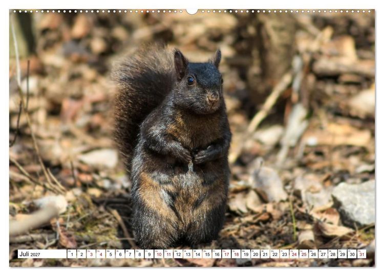 Produktbild: Eichh&ouml;rnchen - Kleine Tiere mit gro&szlig;em Charakter (Wandkalender 2027 DIN A2 quer), CALVENDO Monatskalender