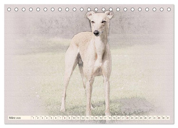Produktbild: Whippet 2026 (Tischkalender 2026 DIN A5 quer), CALVENDO Monatskalender