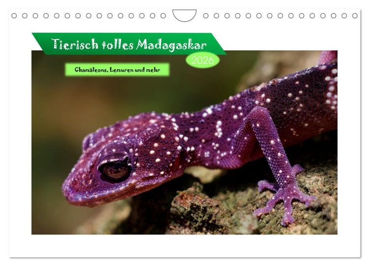 Produktbild: Tierisch tolles Madagaskar - Cham&auml;leons, Lemuren und mehr (Wandkalender 2026 DIN A4 quer), CALVENDO Monatskalender