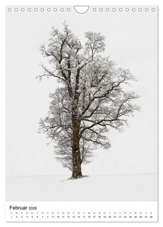 Produktbild: B&auml;ume (Wandkalender 2026 DIN A4 hoch), CALVENDO Monatskalender
