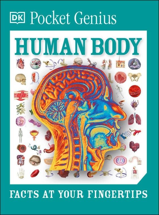 Produktbild: Pocket Genius Human Body