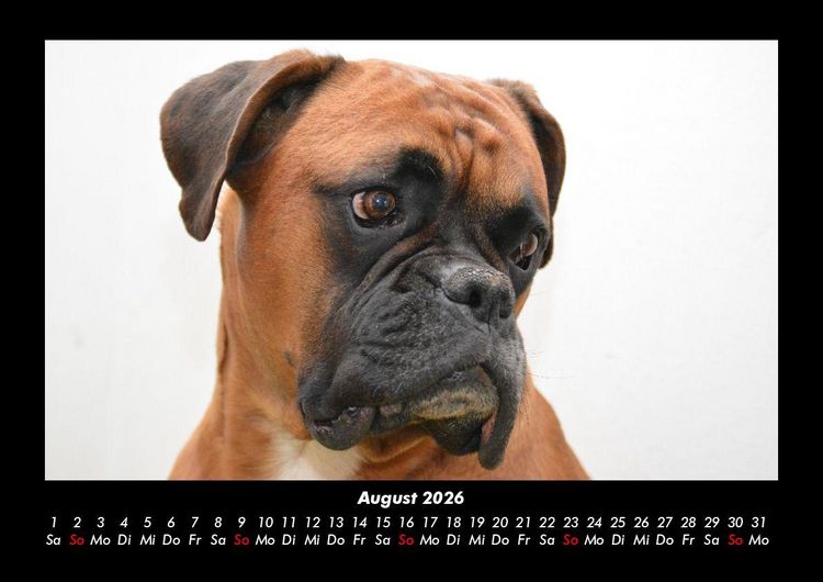Produktbild: Tierkalender 2026 Fotokalender DIN A3