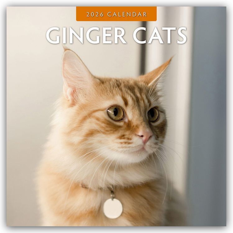 Produktbild: Ginger Cats – Rote Katzen – Gingerkatzen 2026 – 16-Monatskalender
