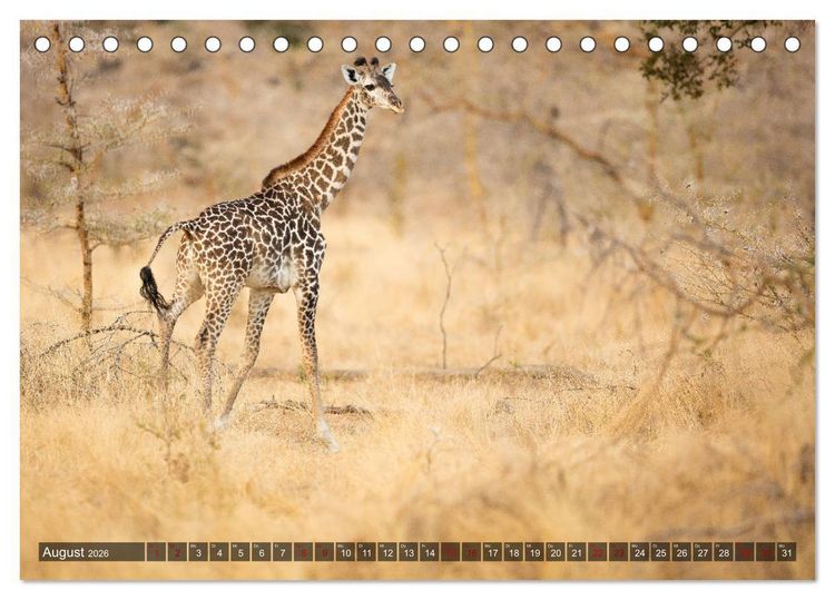 Produktbild: Safari in Tansania (Tischkalender 2026 DIN A5 quer), CALVENDO Monatskalender