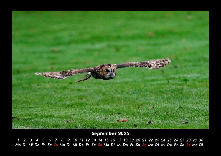 Produktbild: Der Tierkalender 2025 Fotokalender DIN A3