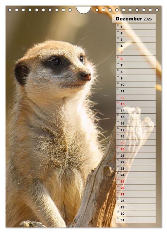 Produktbild: Erdm&auml;nnchen, putzige Kerlchen mit gro&szlig;en Knopfaugen (Wandkalender 2026 DIN A4 hoch), CALVENDO Monatskalender