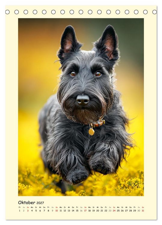 Produktbild: Scottish Terrier. W&uuml;rdevoller und robuster Gentlemen (Tischkalender 2027 DIN A5 hoch), CALVENDO Monatskalender