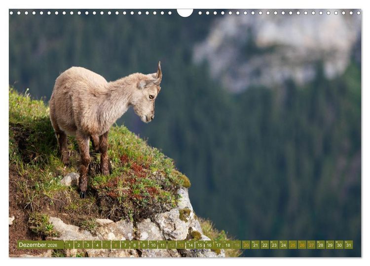 Produktbild: Steinb&ouml;cke am Niederhorn (Wandkalender 2026 DIN A3 quer), CALVENDO Monatskalender