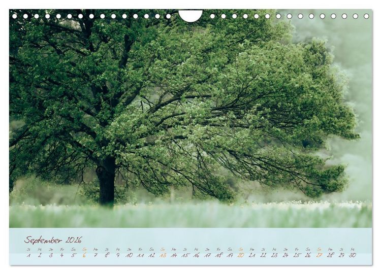 Produktbild: Sch&ouml;nheiten des Waldes (Wandkalender 2026 DIN A4 quer), CALVENDO Monatskalender