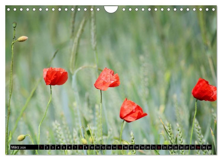 Produktbild: Mohnblumen (Wandkalender 2026 DIN A4 quer), CALVENDO Monatskalender