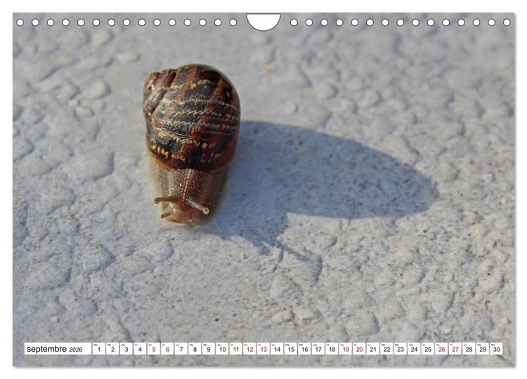 Produktbild: Admirons les escargots (Calendrier mural 2026 DIN A4 vertical), CALVENDO calendrier mensuel