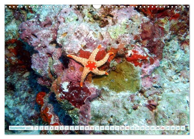 Produktbild: Seesterne - Kleine Wunder der Natur (Wandkalender 2027 DIN A3 quer), CALVENDO Monatskalender