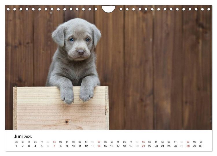 Produktbild: Labrador Welpen (Wandkalender 2026 DIN A4 quer), CALVENDO Monatskalender