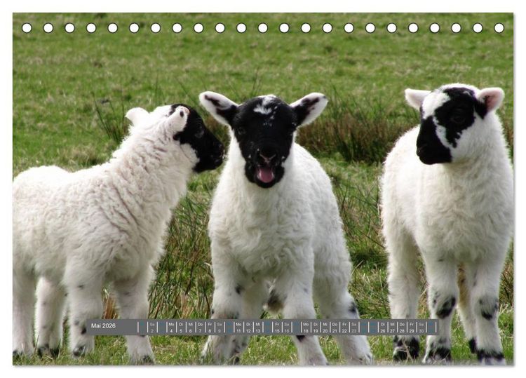 Produktbild: Schottlands Highland Schafe (Tischkalender 2026 DIN A5 quer), CALVENDO Monatskalender