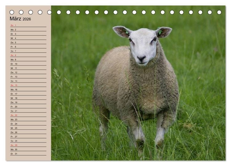 Produktbild: Schafe z&auml;hlen leicht gemacht! (Tischkalender 2026 DIN A5 quer), CALVENDO Monatskalender