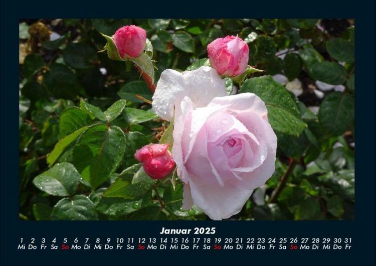 Produktbild: Rosentraum 2025 Fotokalender DIN A4