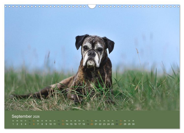 Produktbild: Der Boxer, der beste Hund der Welt (Wandkalender 2026 DIN A3 quer), CALVENDO Monatskalender