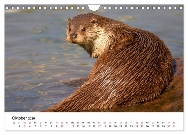 Produktbild: Otter - J&auml;ger an Fl&uuml;ssen und Seen (Wandkalender 2026 DIN A4 quer), CALVENDO Monatskalender