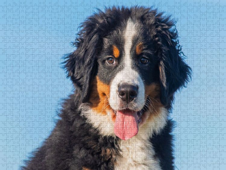 Produktbild: CALVENDO Puzzle Ein entz&uuml;ckender junger Berner Sennenhund | 2000 Teile Lege-Gr&ouml;&szlig;e 90x67cm Foto-Puzzle f&uuml;r gl&uuml;ckliche Stunden