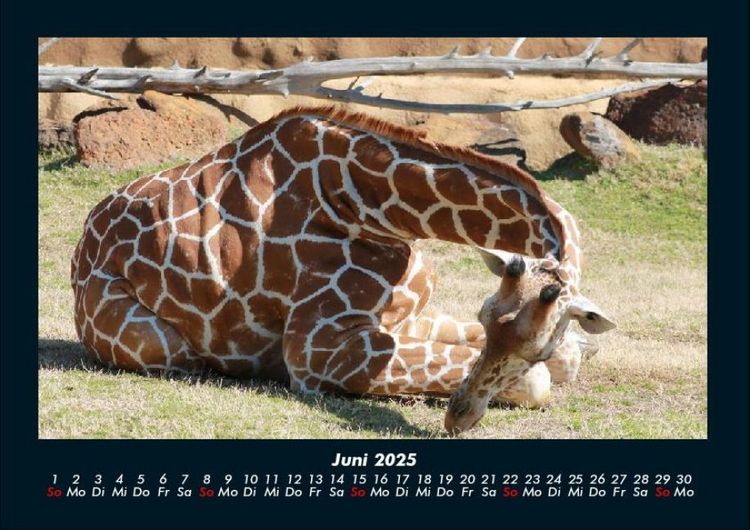 Produktbild: Giraffen 2025 Fotokalender DIN A4