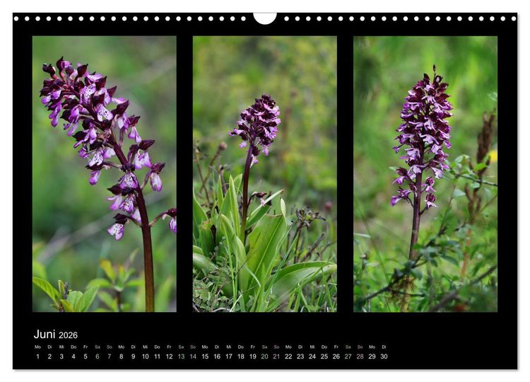 Produktbild: Heimische Orchideen im Dreierpack (Wandkalender 2026 DIN A3 quer), CALVENDO Monatskalender