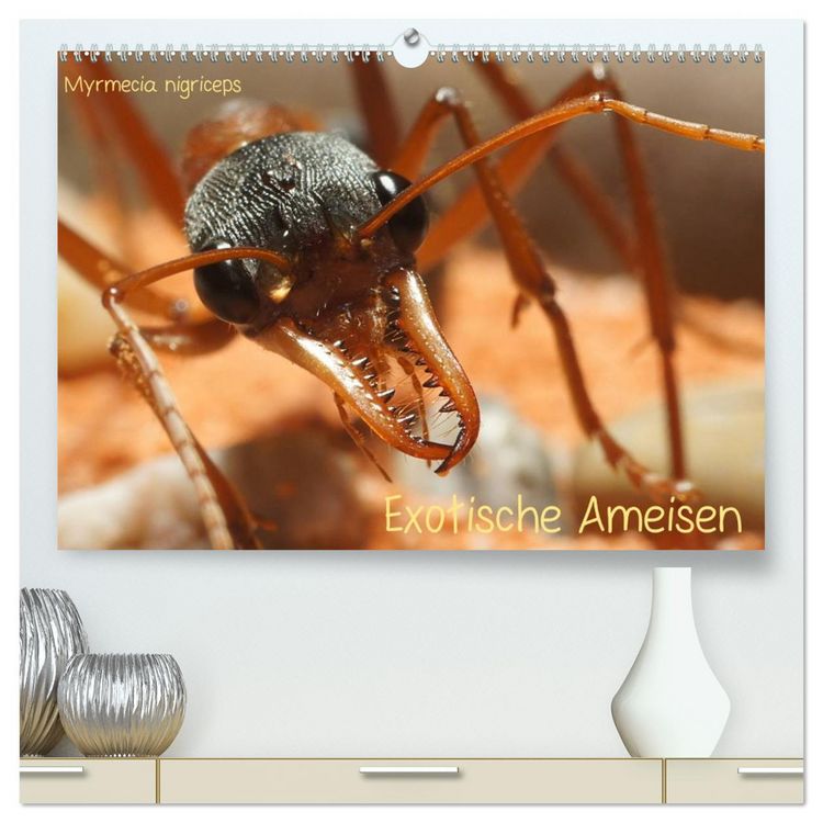 Produktbild: Exotische Ameisen (hochwertiger Premium Wandkalender 2026 DIN A2 quer), Kunstdruck in Hochglanz