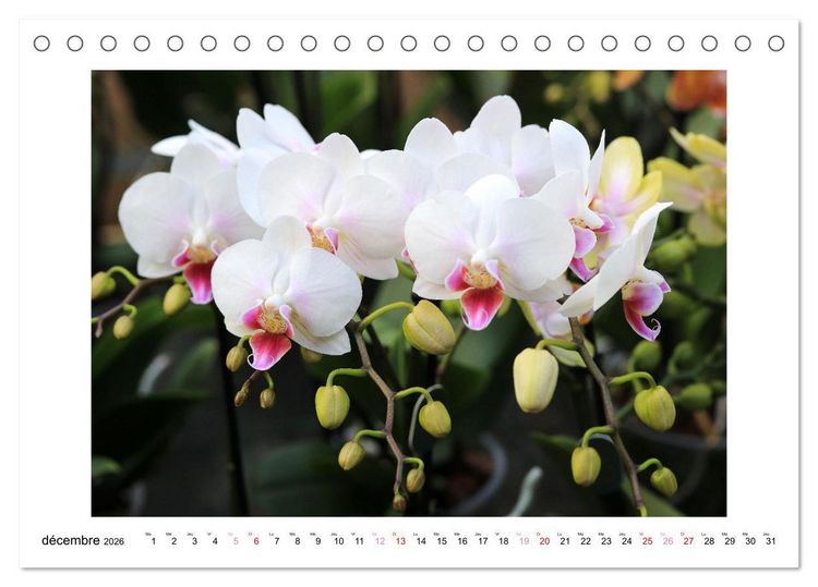 Produktbild: L'orchid&eacute;e Phalaenopsis (Calendrier de bureau 2026 DIN A5 vertical), CALVENDO calendrier mensuel