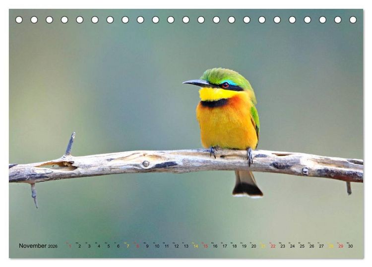 Produktbild: V&ouml;gel in Afrika - Magie der Farben (Tischkalender 2026 DIN A5 quer), CALVENDO Monatskalender