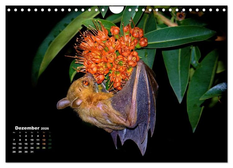 Produktbild: Flughunde - Meister der Nacht (Wandkalender 2026 DIN A4 quer), CALVENDO Monatskalender