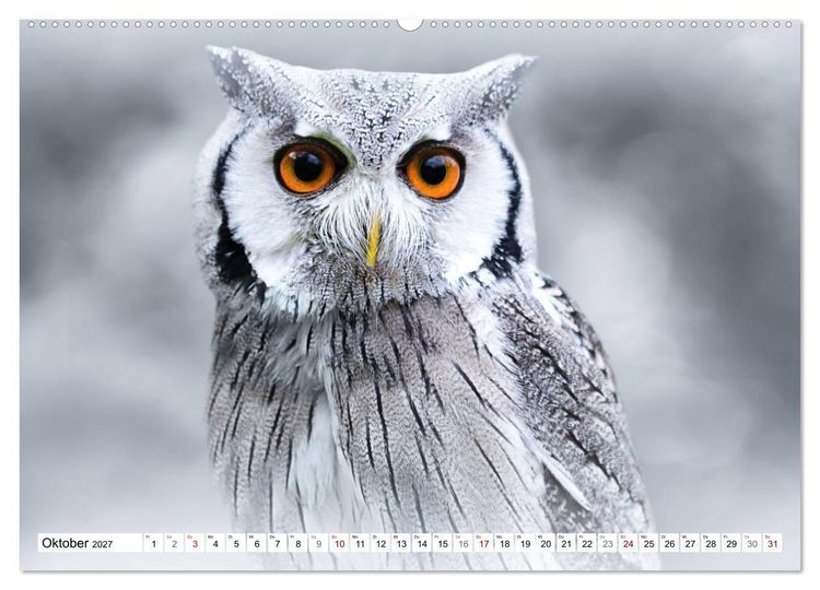 Produktbild: Erfolgreiche J&auml;ger (hochwertiger Premium Wandkalender 2027 DIN A2 quer), Kunstdruck in Hochglanz