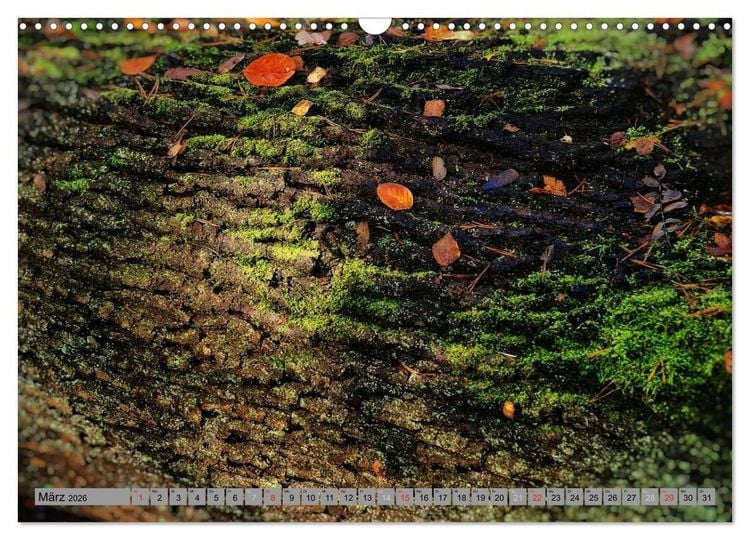 Produktbild: Spaziergang durch den Zauberwald (Wandkalender 2026 DIN A3 quer), CALVENDO Monatskalender