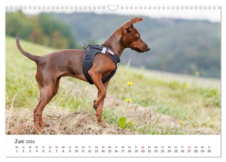 Produktbild: Zwergpinscher Sally&lsquo;s erstes Jahr (Wandkalender 2026 DIN A3 quer), CALVENDO Monatskalender