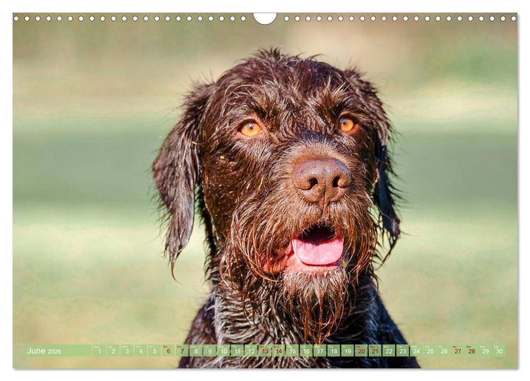 Produktbild: Pointer Power (Wall Calendar 2026 DIN A3 landscape), CALVENDO 12 Month Wall Calendar