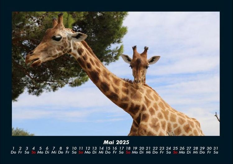 Produktbild: Giraffen 2025 Fotokalender DIN A4